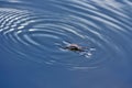 Closeup of a water strider, Gerridae. Water striders create vibrations in the form of waves on the surface of the water, which cre