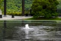 Water supply fountain in Japanese Buddhist garden at Tsz Shan Monastery in Hong Kong Royalty Free Stock Photo