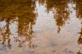 Water surface with autumn leaves and reflecting trees Royalty Free Stock Photo