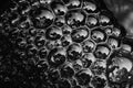 Water surface with bubbles Abstract background White and Black Royalty Free Stock Photo