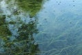 The water surface is clear, the water is good, the ecosystem is good, the underwater plants can be seen.