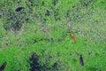 Water surface covered with aquatic plants