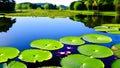 The water surface is covered with leaves and lotus flowers. Lotus flower in a pond Royalty Free Stock Photo