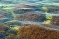 Water surface with driftweed. Royalty Free Stock Photo