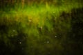 Water surface with fishing float and reflection of reeds Royalty Free Stock Photo