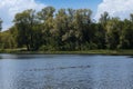 water surface, forest on the river bank