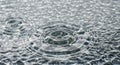 Water surface with multiple ripples and concentric circles from raindrops. The close-up Royalty Free Stock Photo