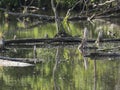 Water surface o swamp green lake with dry logs, trunk and trees , spring marchland water landscape, golden hour Royalty Free Stock Photo
