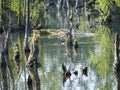 Water surface o swamp green lake with dry logs, trunk and trees , spring marchland water landscape, golden hour Royalty Free Stock Photo