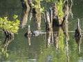 Water surface o swamp green lake with dry logs, trunk and trees , spring marchland water landscape, golden hour Royalty Free Stock Photo