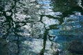 Water surface of the pond with sky and branches of leafless trees reflected in it Royalty Free Stock Photo