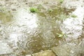 Water surface with rain texture - circles and bubbles texture