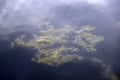 Water surface with reflections in the swamp