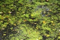 Duckweed Royalty Free Stock Photo