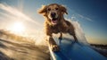 water surfer dog Royalty Free Stock Photo