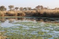 Water, swamp and country view Royalty Free Stock Photo