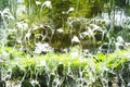 Water texture of waterfall with blur background in green color from bush