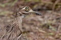 Water Thick-knee Royalty Free Stock Photo