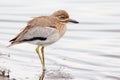 Water Thick-knee Royalty Free Stock Photo