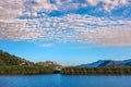 Water thickets of the Skadar Lake. Montenegro. Royalty Free Stock Photo