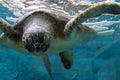 Water tortoise swimming in aquraium Royalty Free Stock Photo