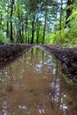 Water in traces of tires on the forest road