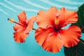 Hibiscus flower summer tropical red plant beauty concept petal water relaxation nature Royalty Free Stock Photo