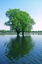 Water trees Royalty Free Stock Photo