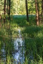 Water between the trees in the floodplain green forest. Trees are reflected on the water surface Royalty Free Stock Photo