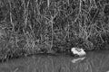 A water turtle basks in the sun on a rock, Kibbutz Nahsholim in northwestern Israel.