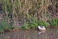 A water turtle basks in the sun on a rock, Kibbutz Nahsholim in northwestern Israel.