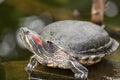 Water turtle Royalty Free Stock Photo