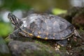 Water turtle on green background, macro Royalty Free Stock Photo