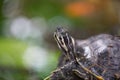 Water turtle on green background, macro Royalty Free Stock Photo