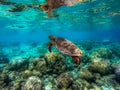 Water turtle in the Indian Ocean Royalty Free Stock Photo