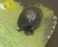 Water Turtle on Lilly Pad Royalty Free Stock Photo