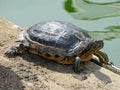 The water turtle The red-eared slider Trachemys scripta elegans basks in the sun. Royalty Free Stock Photo