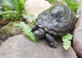 Water turtle on a stone