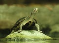 Water turtle sunbathing Royalty Free Stock Photo