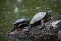 Water turtles clime from water for sunbathing Royalty Free Stock Photo