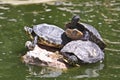Water turtles Royalty Free Stock Photo