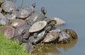 Water turtles family Royalty Free Stock Photo