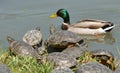 Water turtles and male mallard Royalty Free Stock Photo