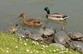 Water turtles and mallards Royalty Free Stock Photo