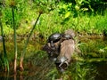 water turtles on a semi-submerged log