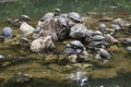 Water turtles Royalty Free Stock Photo