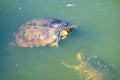 Water turtles swimming in the turbid lake