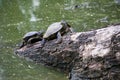 Water turtles on the timber for sunbathing