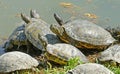 Water turtles under the sun