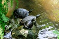 Water turtles with a yellow spot Royalty Free Stock Photo